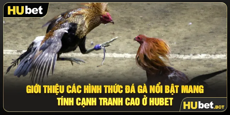 Giới thiệu các hình thức đá gà nổi bật mang tính cạnh tranh cao ở Hubet