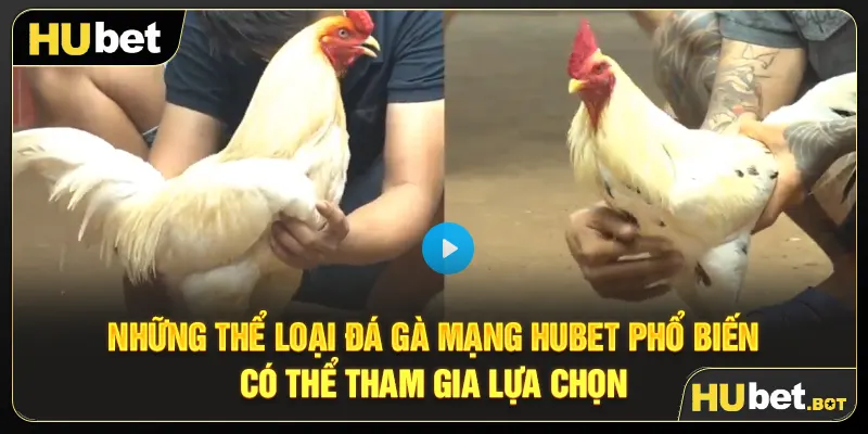 Những thể loại đá gà mạng Hubet phổ biến có thể tham gia lựa chọn